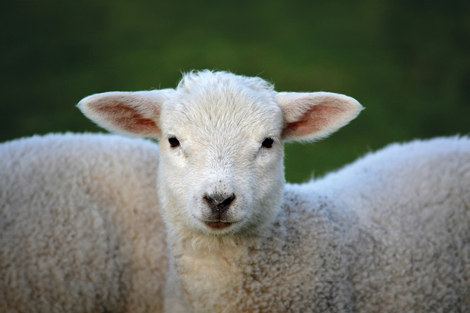 La laine mérinos : la fibre la plus polyvalente du monde