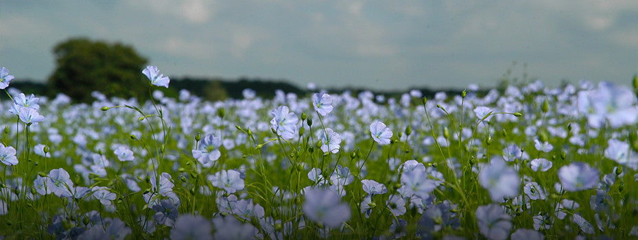 Zoom sur... le lin : la fibre qui changera votre été