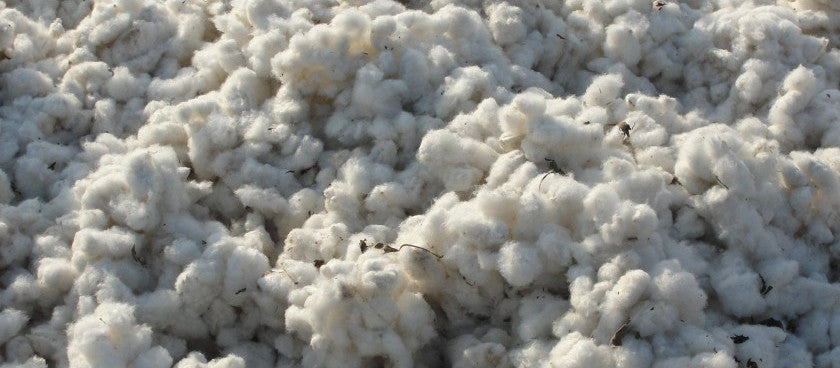 Zoom sur… le coton : la fibre du passé