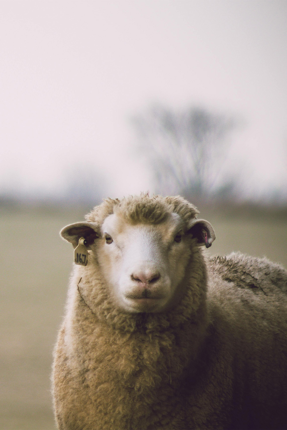 image-mouton-merinos