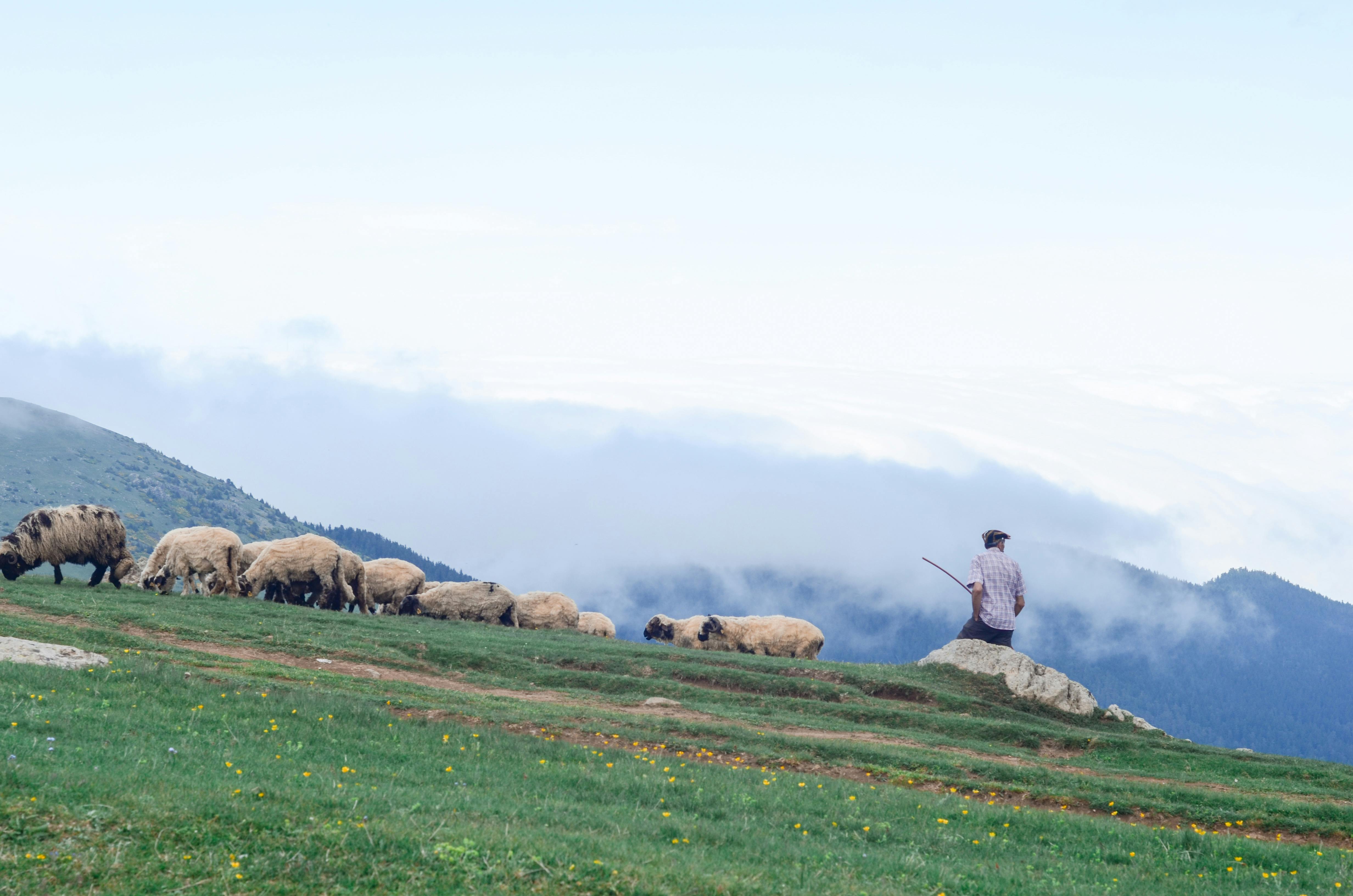 image-paysage-mouton-montagne