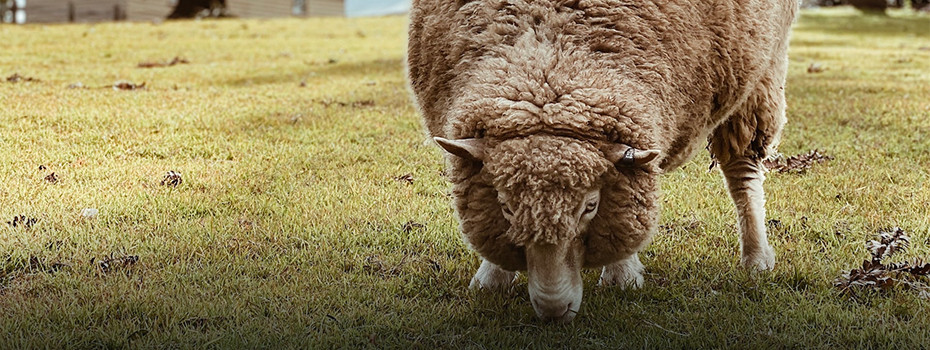 Focus on... merino wool: the most versatile fiber in the world Seagale