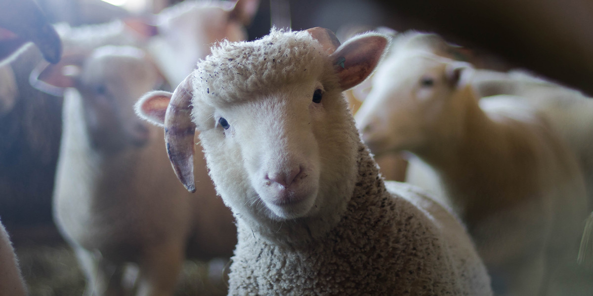 Zoom sur... la laine d'agneau : la fibre douce de l'hiver Seagale