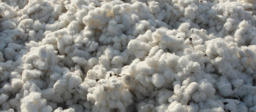 Zoom sur… le coton : la fibre du passé Seagale